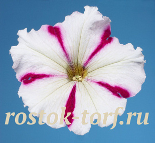 Петуния многоцветковая (Petunia hybrida F1 multiflora) Celebrity Burgundy Star, 10 драже