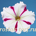 Петуния многоцветковая (Petunia hybrida F1 multiflora) Celebrity Burgundy Star, 10 драже