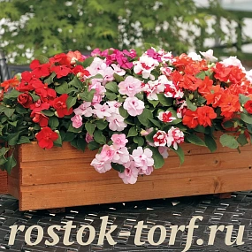 Big pack Бальзамин Уоллера (Impatiens walleriana F1) Athena Formula Mix, 30 шт