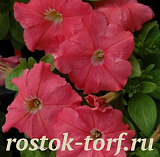 Петуния многоцветковая (Petunia multiflora F1) Mambo GP salmon , 10 драже