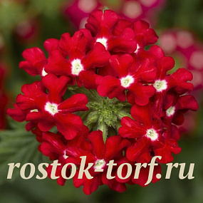 Вербена ампельная Obsession Cascade F1 Red with eye, 5 шт