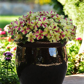 Петуния крупноцветковая (Petunia grandiflora F1) Sophistica Lime Bicolour, 5 драже