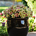 Петуния крупноцветковая (Petunia grandiflora F1) Sophistica Lime Bicolour, 5 драже