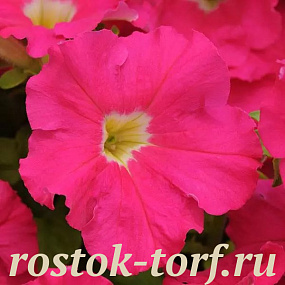 Петуния крупноцветковая (Petunia grandiflora) Dreams Rose, 10 драже