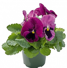 Big pack Виола виттрока (Viola wittrockiana) Inspire® DeluXXe Light Rose Blotch, 30 шт
