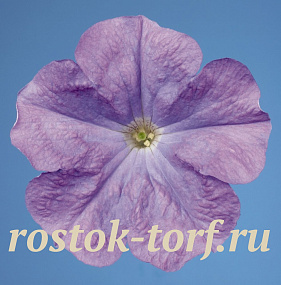 Петуния многоцветковая (Petunia hybrida F1 multiflora) Celebrity Sky Blue, 10шт драже