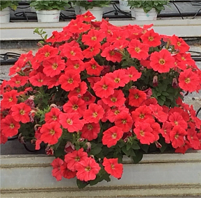 Big pack Петуния многоцветковая Petunia x hybrida My Love (Amore Mio) F1 Orange Red, 30 драже