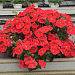 Big pack Петуния многоцветковая Petunia x hybrida My Love (Amore Mio) F1 Orange Red, 30 драже