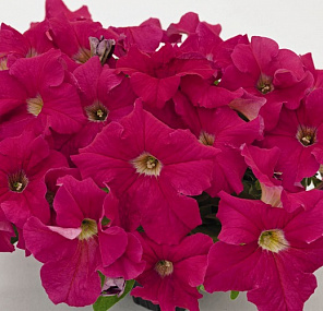 Петуния крупноцветковая (Petunia grandiflora F1) Success! 360° Deep Pink, 5 драже