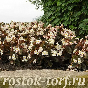 Бегония гибридная (Begonia x hybrida) Baby Wing White Bronze Leaf, 3 драже