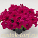 Big pack Петуния крупноцветковая (Petunia grandiflora F1) Success! 360° Deep Rose, 30 драже