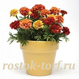 Бархатцы отклоненные (Tagetes patula F1) Strawberry Blonde, 10 очищ. семян