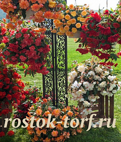 Бегония Begonia tuberhybrida Illumination®, Mix 3 драже
