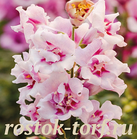 Львиный зев (Antirhinum majus F1) Twinny Orchid, 10 семян