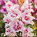 Львиный зев (Antirhinum majus F1) Twinny Orchid, 10 семян