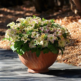Петуния крупноцветковая (Petunia grandiflora F1) Sophistica Antique Shades, 5 драже
