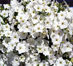 Петуния ампельная (Petunia trayling F1) Opera Supreme White, 5 драже