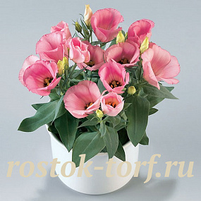Эустома(Лизиантус) (Eustoma grandiflorum) Carmen F1 Rose 5 драже