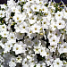 Петуния ампельная (Petunia trayling F1) Opera Supreme White, 5 драже