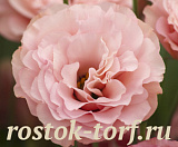 Эустома(Лизиантус) махровая (Eustoma grandiflorum) Arena Apricot, 5 драже