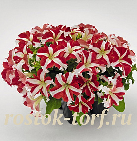 Петуния крупноцветковая (Petunia grandiflora F1) Success! 360° Red Star, 5 драже