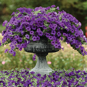 Петуния ампельная (Petunia trayling F1) Easy Wave Blue, 5 драже