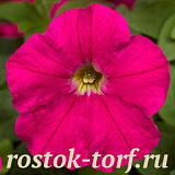 Петуния мелкоцветковая (Petunia milliflora) Picobella Carmine, 5 драже