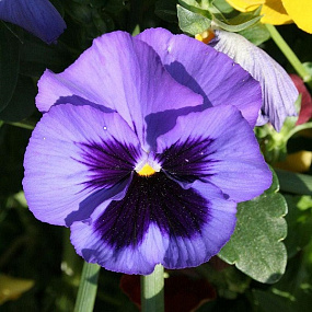 Big pack Виола виттрока (Viola wittrockiana) Inspire® DeluXXe Blue Surprise, 30 шт