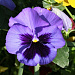 Big pack Виола виттрока (Viola wittrockiana) Inspire® DeluXXe Blue Surprise, 30 шт
