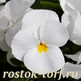 Виола виттрока (Viola wittrockiana F1) Freefall White, 5 семян 