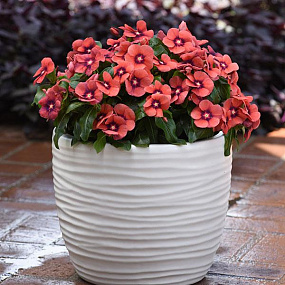 Катарантус розовый (Vinca rosea) Tattoo Tangerine, 5 семян