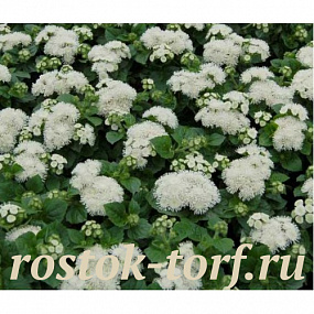 Агератум мексиканский (Ageratum mexicanum) Aloha white, 5 драже