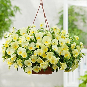 Виола ампельная (Viola trailing F1) Cool Wave Lemon, 3 шт семян