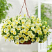Виола ампельная (Viola trailing F1) Cool Wave Lemon, 3 шт семян