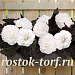 Бегония клубневая (Begonia tuberhybrida) Nonstop Mocca White, 5 драже