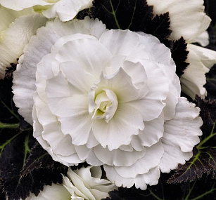 Бегония клубневая (Begonia tuberhybrida) Nonstop Mocca White, 5 драже