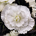 Бегония клубневая (Begonia tuberhybrida) Nonstop Mocca White, 5 драже