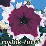 Big pack Петуния крупноцветковая (Petunia grandiflora) Hulahoop F1 Velvet,30 драже