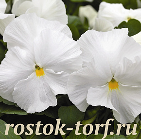 Big pack Виола виттрока (Viola wittrockiana) Mammoth™ White Hot, 30 семян
