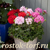 Big pack Пеларгония зональная (Pelargonium x hortorum) Quantum MIX, 30 семян