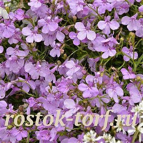 Лобелия еринус ампельная (Lobelia erinus) Regatta Lilac, 5 мультидраже