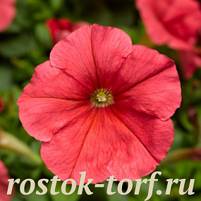 Big pack Петуния многоцветковая (Petunia multiflora) Damask F1 Salmon , 30 драже