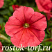 Big pack Петуния многоцветковая (Petunia multiflora) Damask F1 Salmon , 30 драже