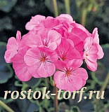Пеларгония зональная (Pelargonium zonale F1) Black Velvet Pink, 3 шт семян