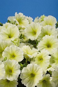 Петуния многоцветковая (Petunia hybrida F1 multiflora) Celebrity Yellow, 10 драже