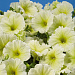 Петуния многоцветковая (Petunia hybrida F1 multiflora) Celebrity Yellow, 10 драже