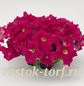 Петуния крупноцветковая (Petunia grandiflora F1) Success! 360° Deep Pink, 5 драже