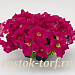 Петуния крупноцветковая (Petunia grandiflora F1) Success! 360° Deep Pink, 5 драже