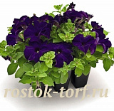 Петуния крупноцветковая (Petunia grandiflora F1) Success! 360° Blue, 5 драже