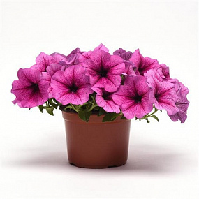 Петуния ампельная (Petunia trayling F1) Easy Wave Rose Fusion, 5 драже